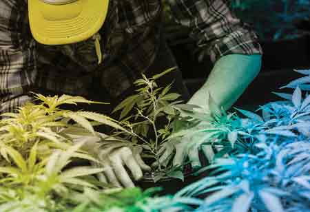 Major Legal Cannabis and CBD Packaging Option.
